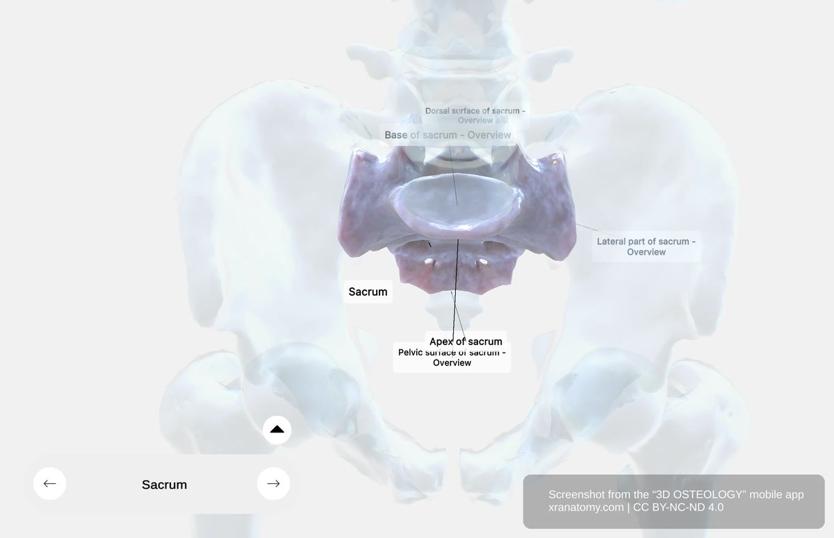 Superior view of the sacrum showing sacral base and alae