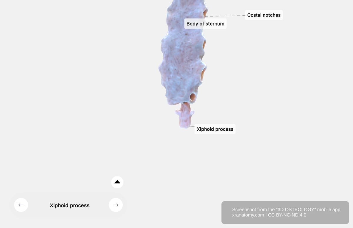 Xiphoid process of sternum showing the smallest and most inferior part of the sternum, initially cartilaginous and ossifying with age