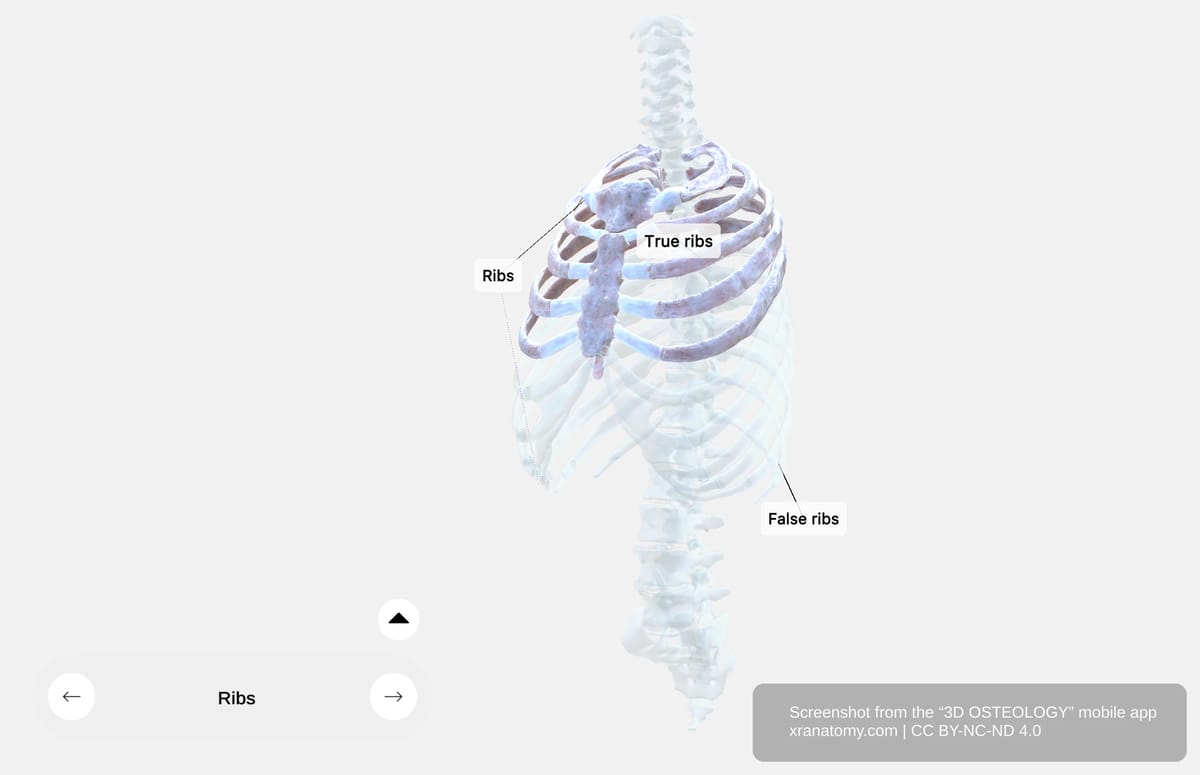 Costal cartilage connections showing first seven pairs attaching to sternum and eighth to tenth ribs attaching to cartilage above