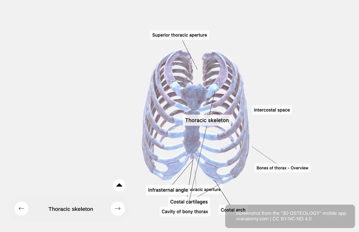 Superior thoracic aperture showing upper opening of thoracic cavity bounded by first thoracic vertebra, manubrium, and first ribs