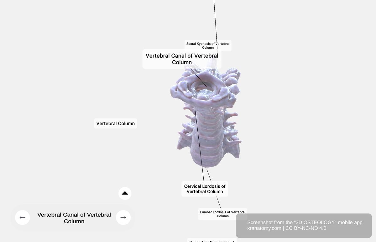 Vertebral canal showing hollow tube formed by alignment of vertebral foramina housing and protecting the spinal cord