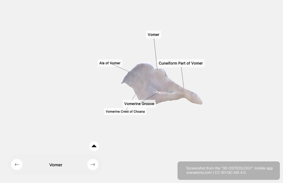 Vomerine groove on the vomer bone showing oblique indentation for blood vessels and nerves supplying the nasal septum