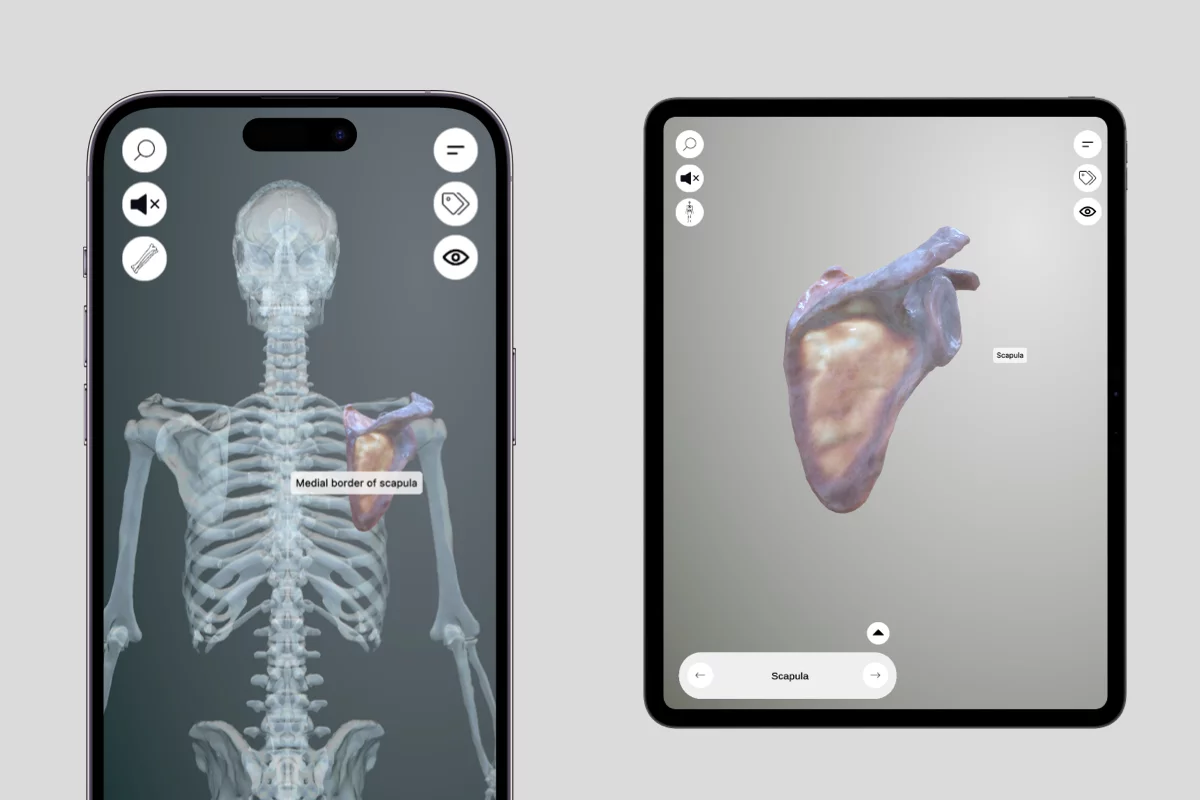 3D Osteology App Interface