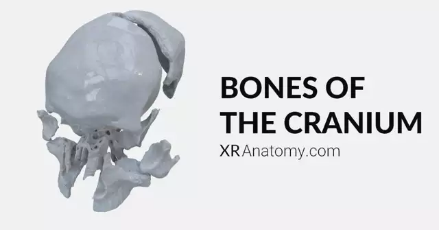 Cranium Anatomy