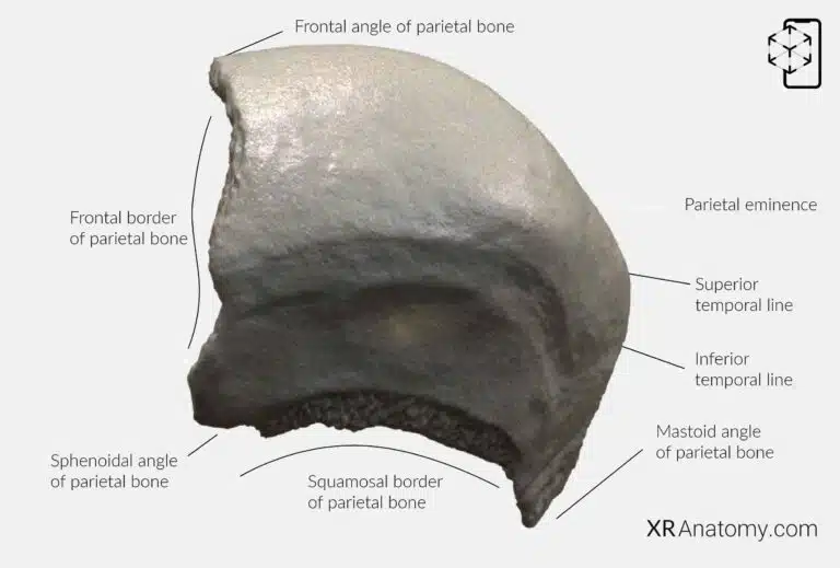 AR Figure 20 – Parietal Bone: Internal Surface