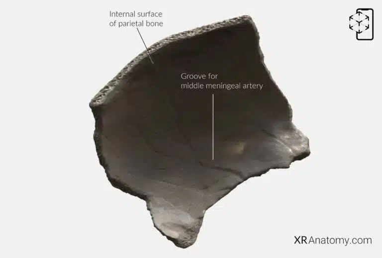 AR Figure 21 – Parietal Bone: External Surface