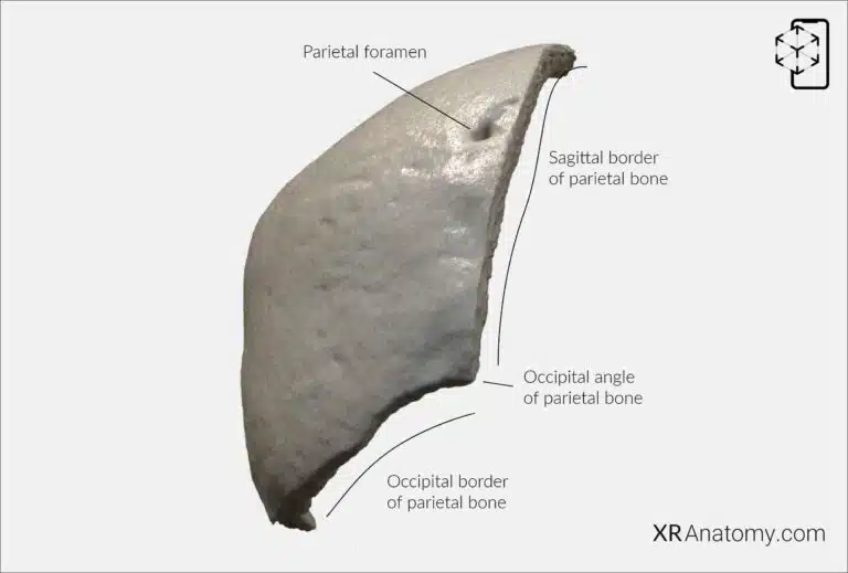 AR Figure 22 – Parietal Bone: Posterior View