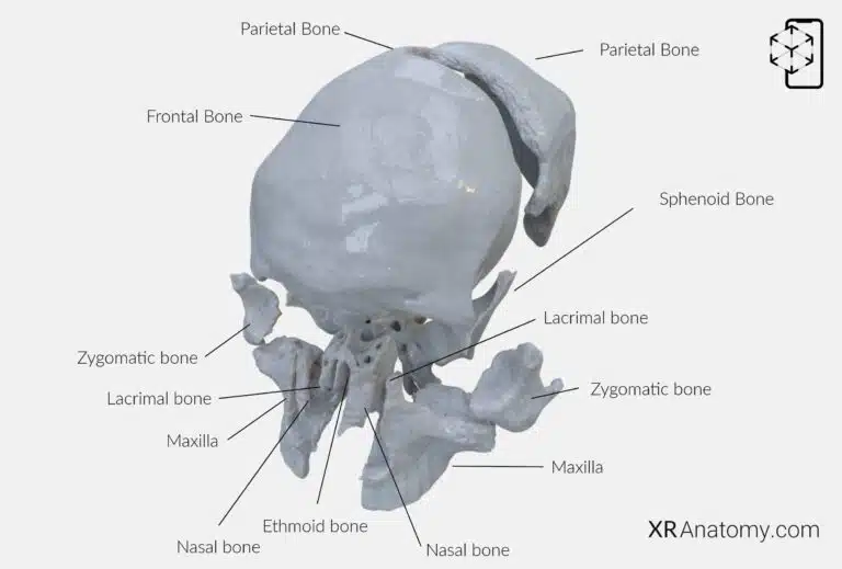 AR Figure 23 – Frontal Bone: Disarticulated view