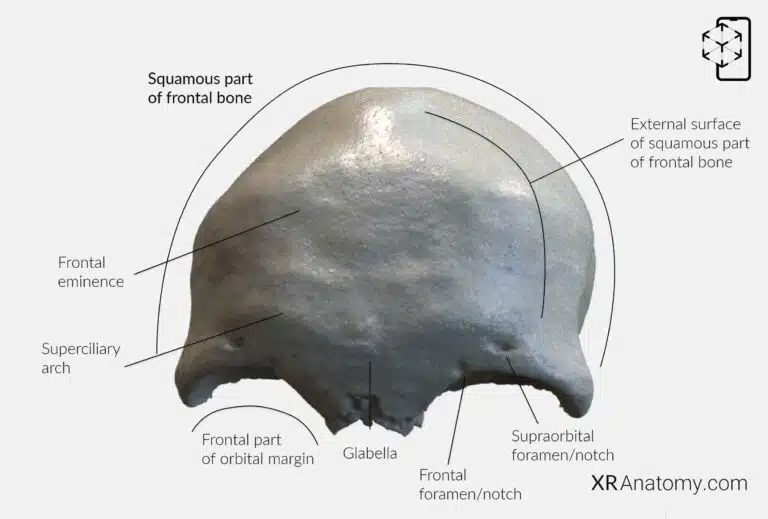 AR Figure 24 – Frontal Bone: Squamous part