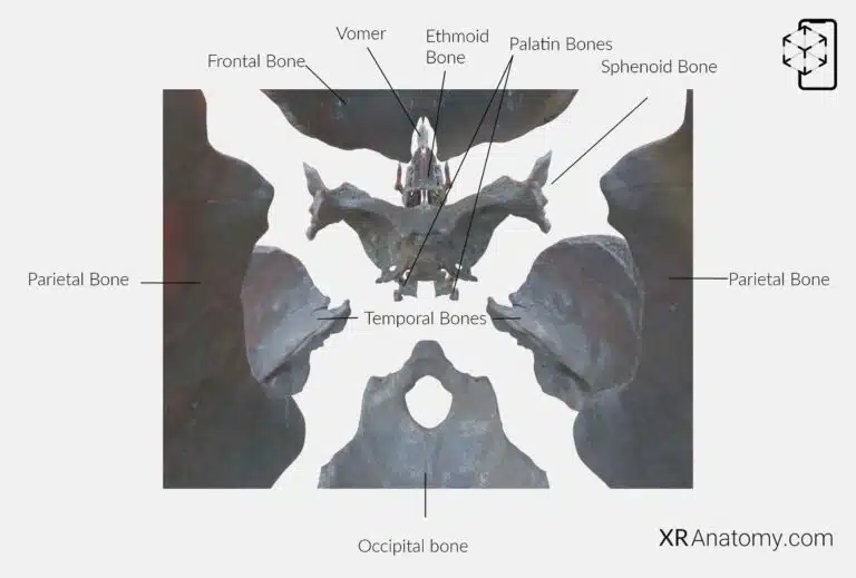 AR Figure 30 – Sphenoid Bone: Disarticulated view