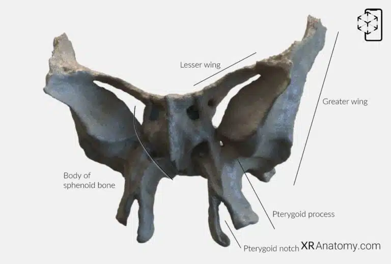 AR Figure 31 – Sphenoid Bone