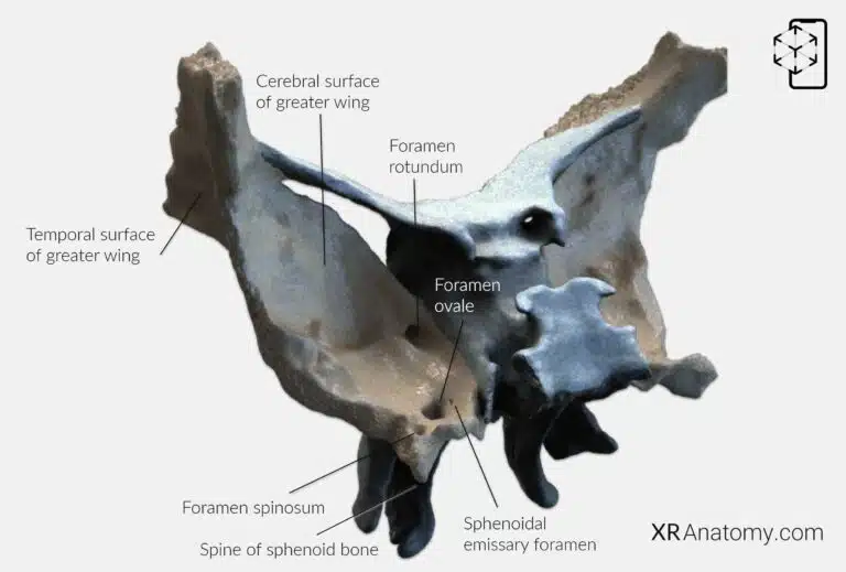 AR Figure 35 – Sphenoid Bone: Greater wing