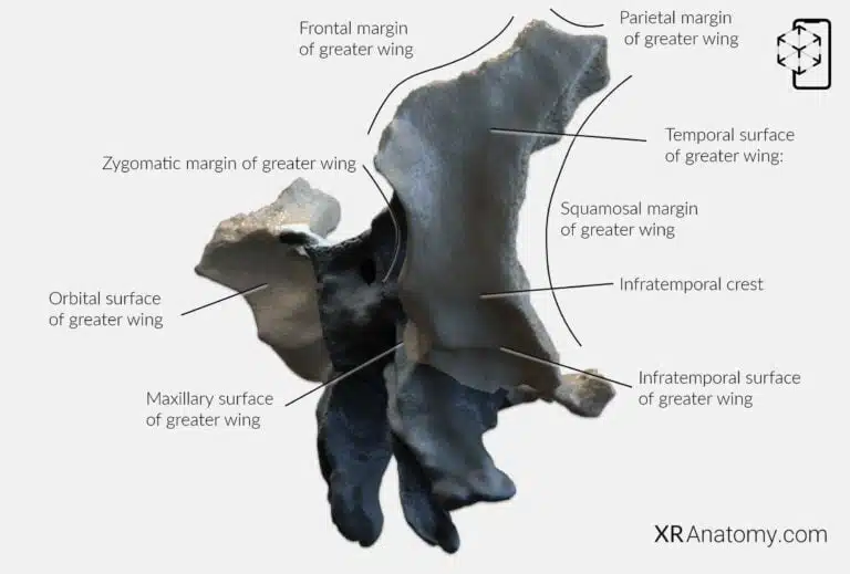 AR Figure 36 – Sphenoid Bone: Greater wing