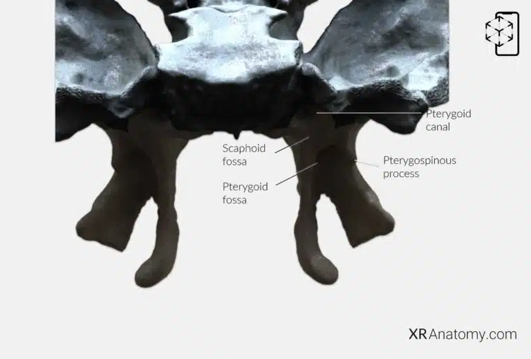 AR Figure 38 – Sphenoid Bone: Pterygoid process