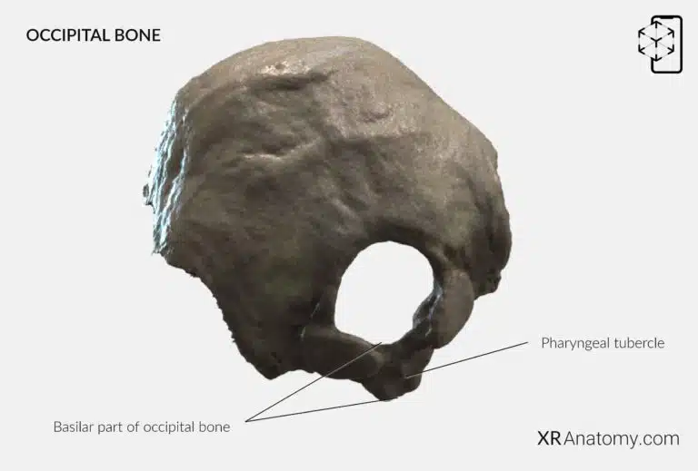 AR Figure 3 – Occipital Bone: Basilar part