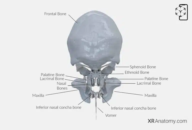AR Figure 40 – Ethmoid bone: Disarticulated View