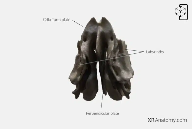 AR Figure 41 – Ethmoid bone