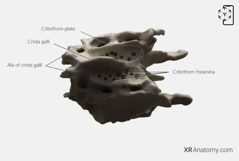 AR Figure 42 – Ethmoid bone: Cribriform plate