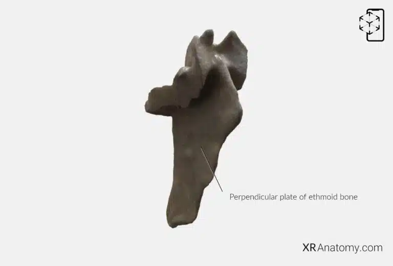 AR Figure 43 – Ethmoid bone: Perpendicular plate