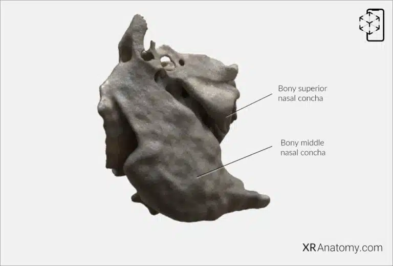 AR Figure 46 – Ethmoid bone: Nasal concha