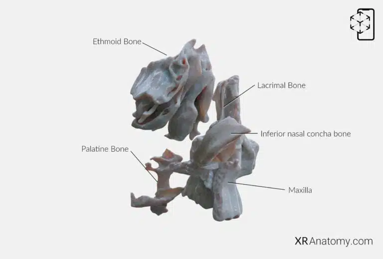 AR Figure 47 – Inferior nasal concha: Disarticulated View