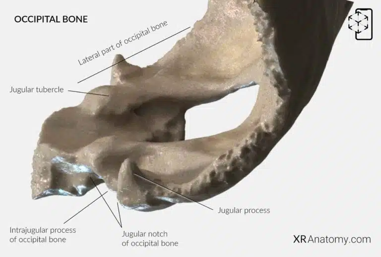 AR Figure 4 – Occipital Bone: Lateral part