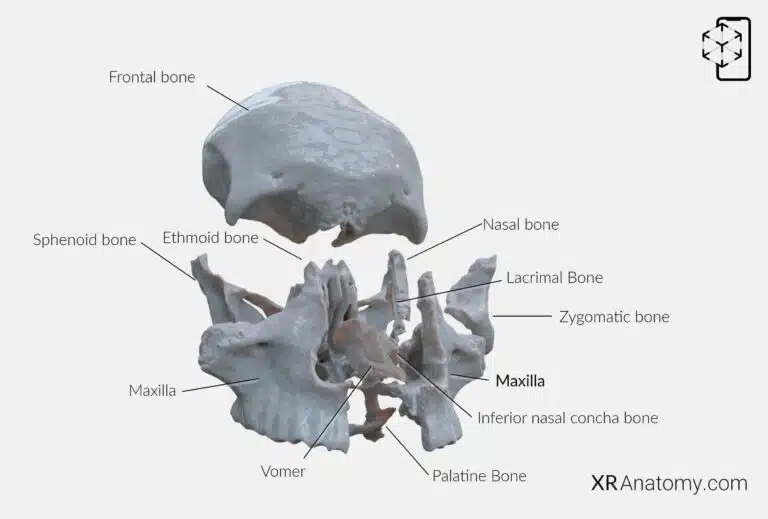 AR Figure 51 – Maxilla: Disarticulated View