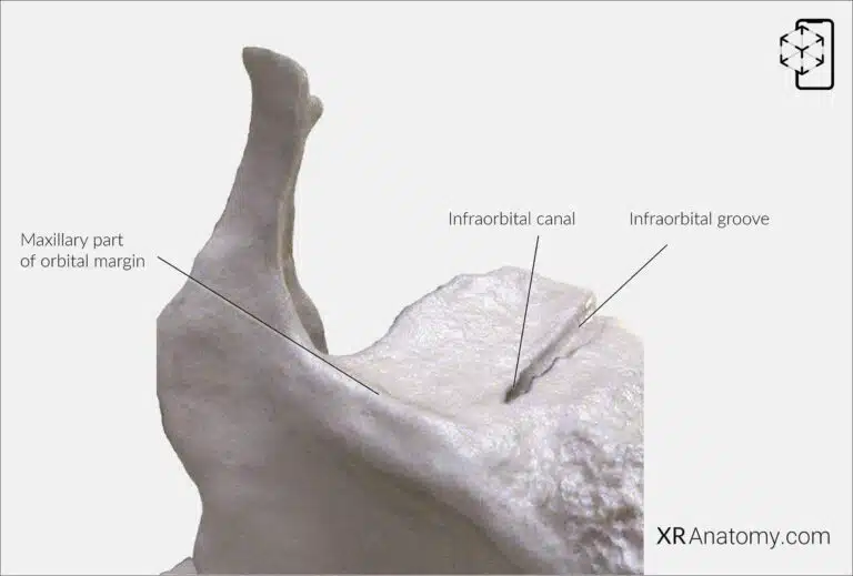 AR Figure 53 – Maxilla: Orbital surface