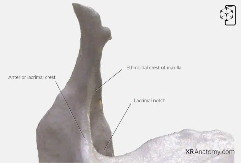 AR Figure 57 – Maxilla: Frontal process