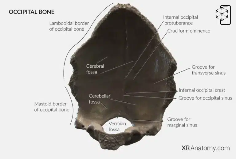 AR Figure 7 – Occipital Bone: Squamous part internal