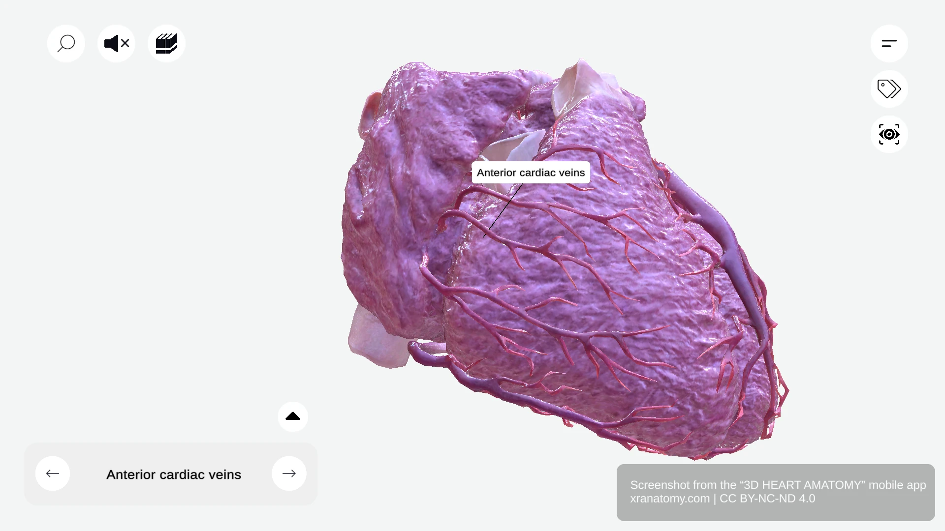 Anterior cardiac veins anatomy draining right ventricle directly into right atrium