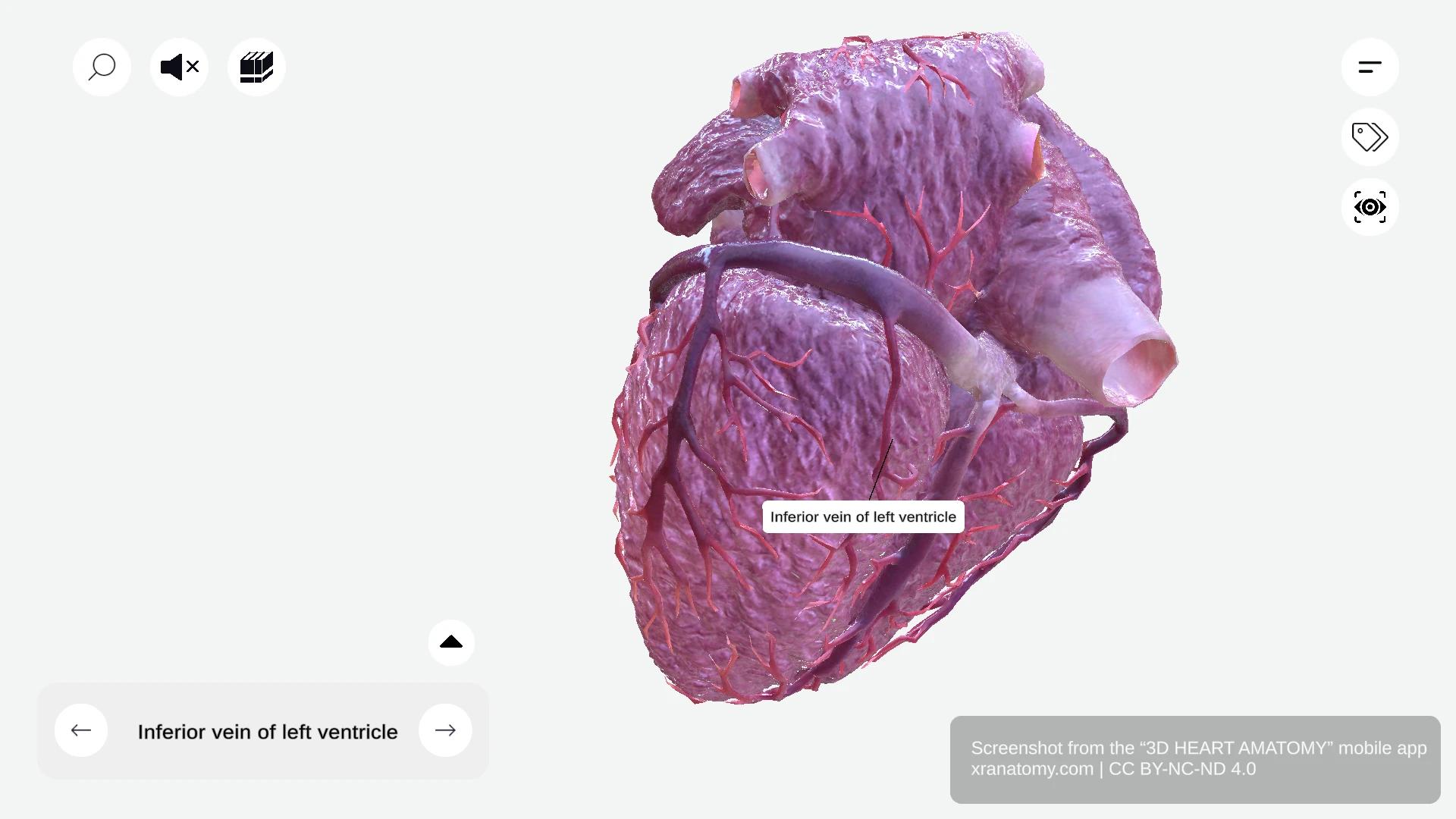 Inferior vein of left ventricle anatomy draining inferior left ventricular wall