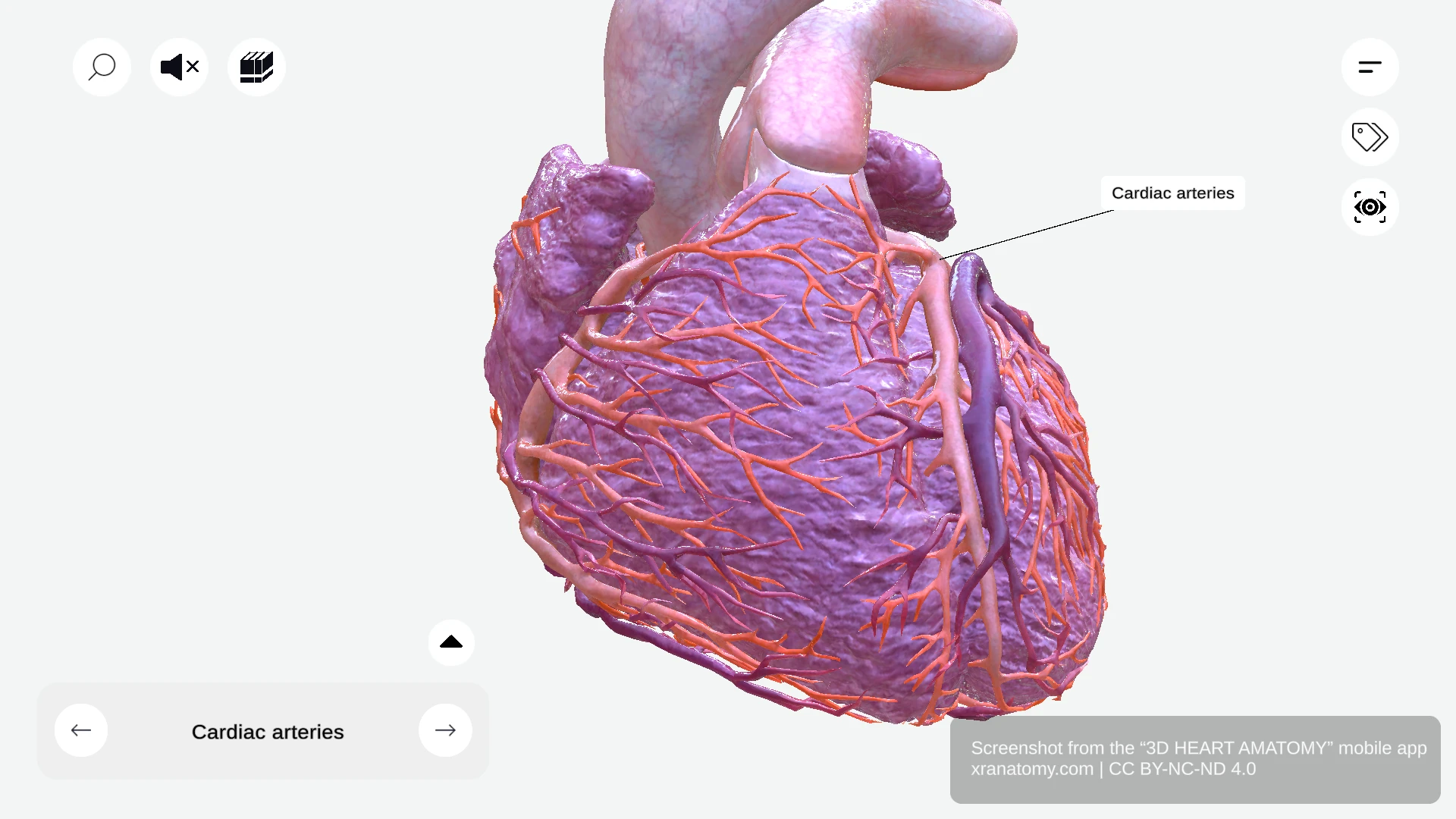 Cardiac arteries anatomy showing two main vessels branching from aorta, originating from aortic sinuses, coursing along atrioventricular groove