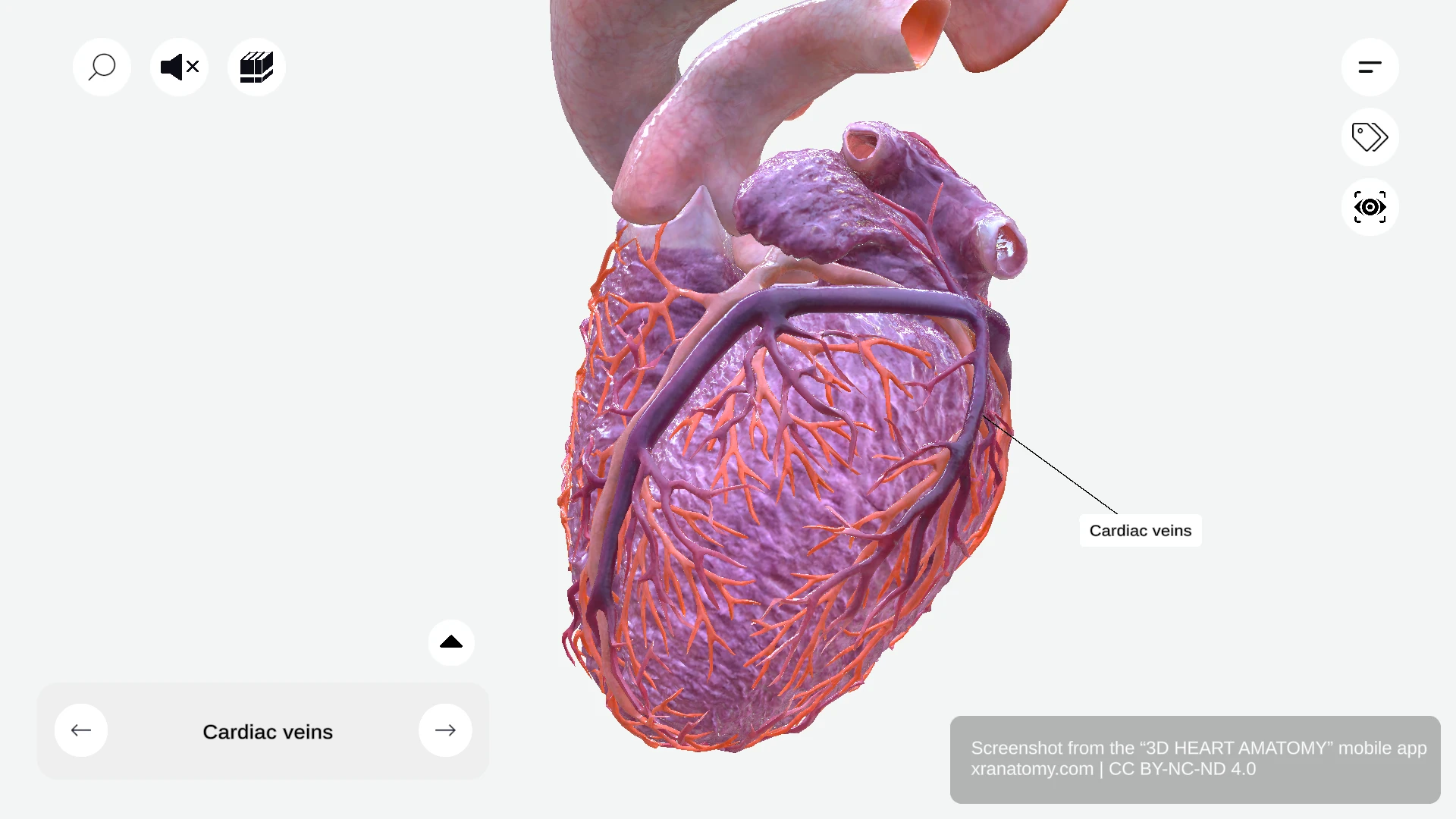 Cardiac veins anatomy showing network of veins draining myocardium, returning deoxygenated blood to right atrium via coronary sinus