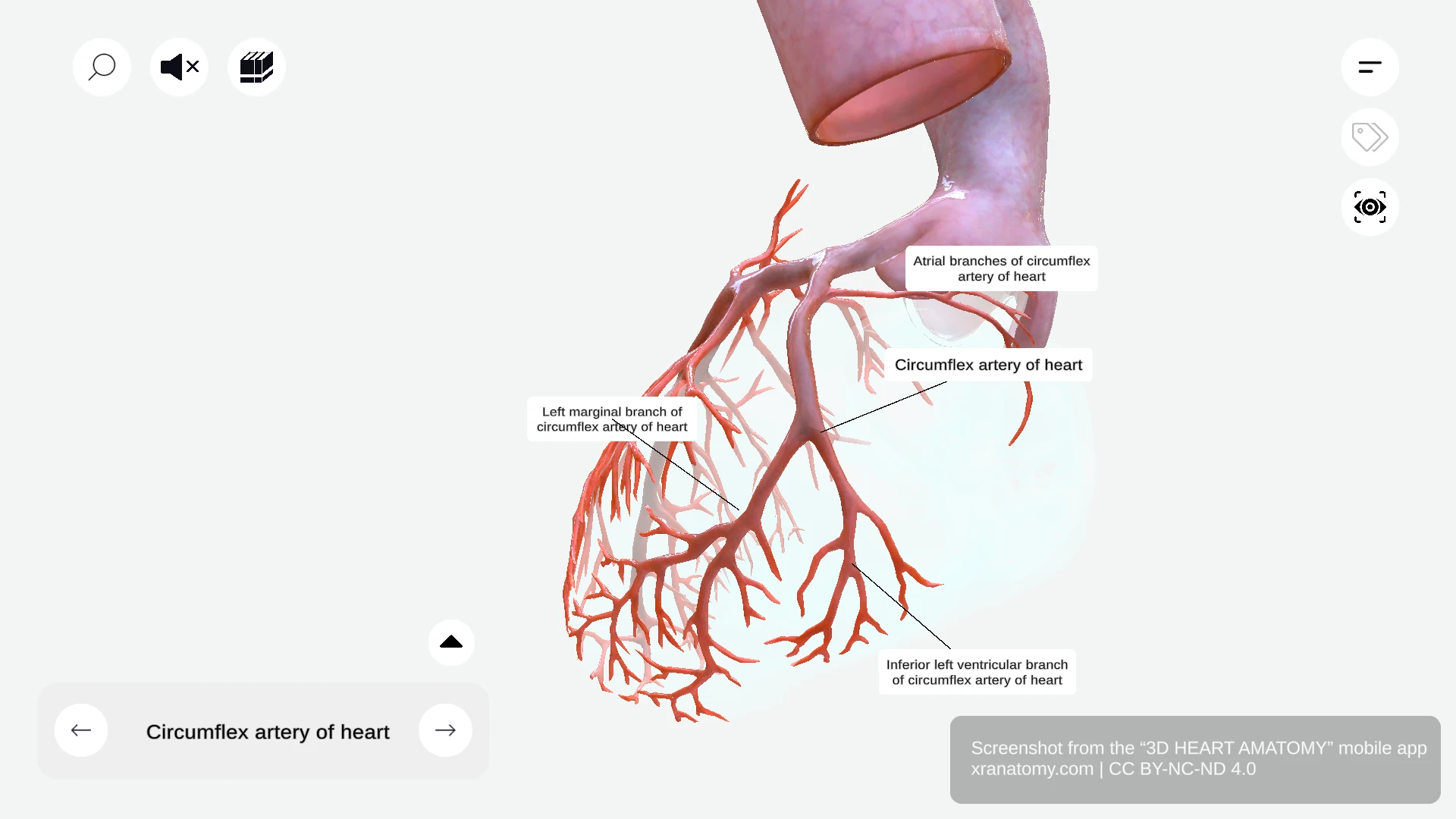 Branches of circumflex artery showing atrial branches, atrial anastomotic branch, left marginal branch, and inferior left ventricular branch