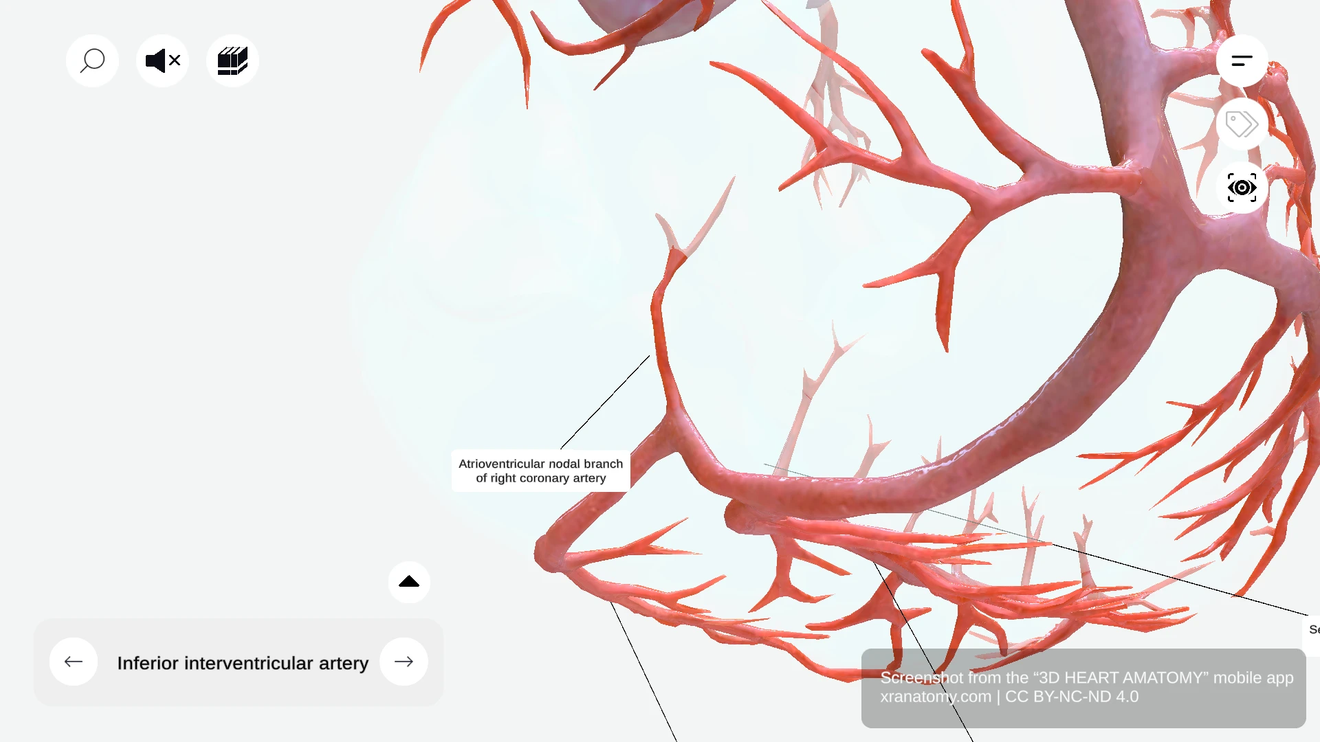 Atrioventricular nodal branch arising from right coronary artery to supply AV node of cardiac conduction system