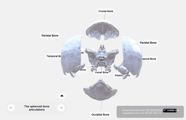 Interactive 3D Anatomy Model