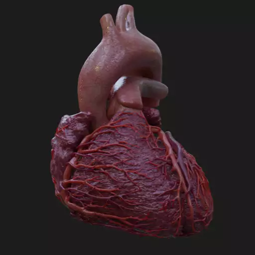 XR Heart Anatomy App