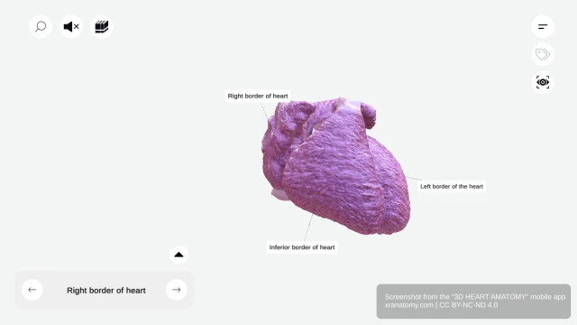 3D Heart Anatomy
