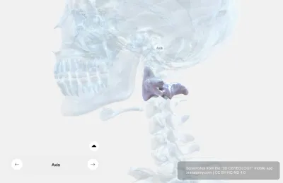 Axis C2 Vertebra Anatomy