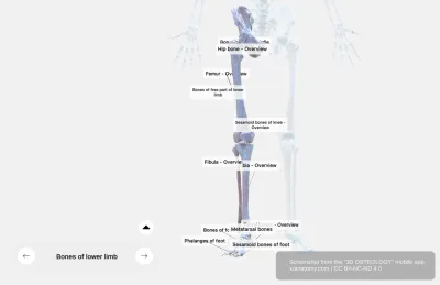 Bones of the Lower Limb