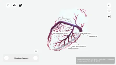 Cardiac Veins