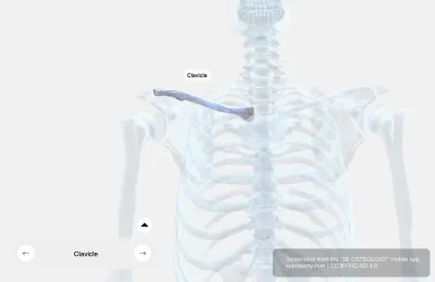 Clavicle Anatomy