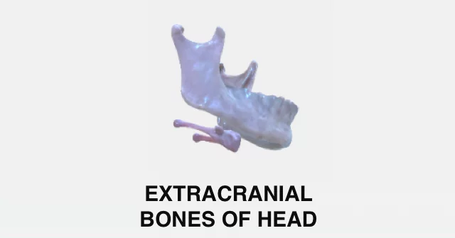 Extracranial Bones of Head