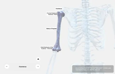 Humerus Anatomy