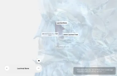 Lacrimal Bone