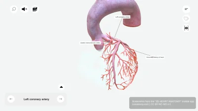 Left Coronary Artery