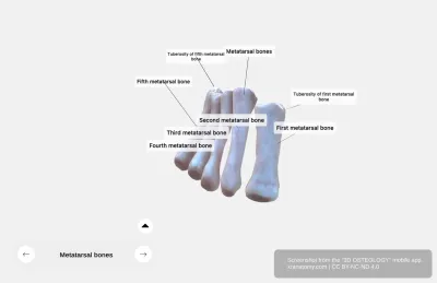 Metatarsal Bones Anatomy - Foot Bones