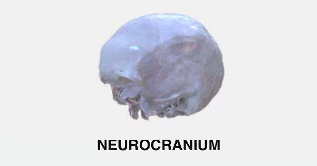 Neurocranium