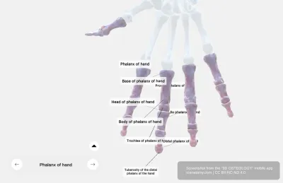 Phalanges of the Hand Anatomy